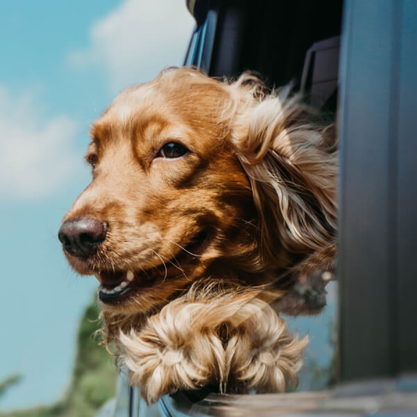 dog peaking out of vehicle