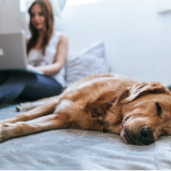 Dog sleeping, background shows woman on laptop