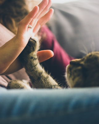 pet owner with a cat